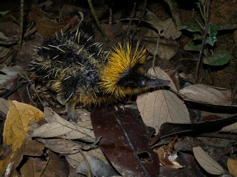 Lowland Streaked Tenrec - Facts, Diet, Habitat & Pictures on Animalia.bio