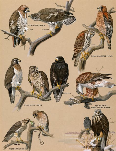 Celebrate National Geographic's Stunning Infographics With New Book | Birds of prey, National ...