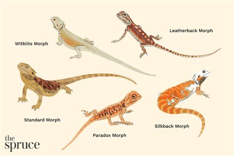 11 Types of Bearded Dragon Morphs