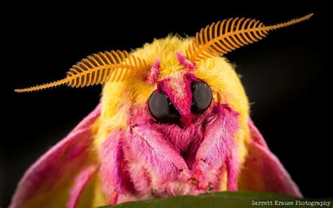 🔥 Rosy maple moth. 🔥 : r/NatureIsFuckingLit