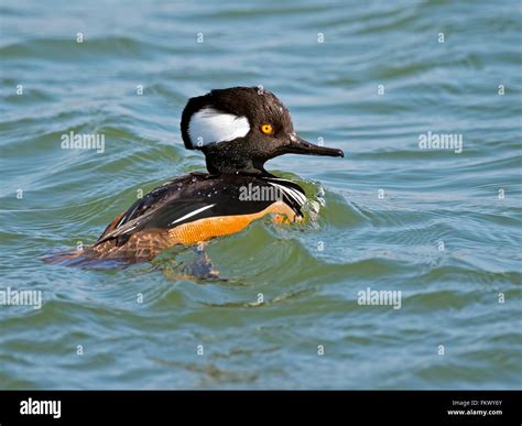 Male Hooded Merganser Duck Stock Photo - Alamy