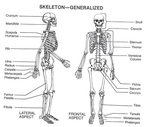 Human Skeletal System Drawing at PaintingValley.com | Explore collection of Human Skeletal ...