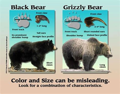 Bear Identification & Signs (Be Bear Aware) - IGBC