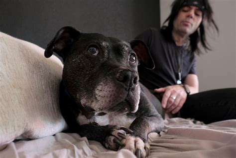 How Michael Vick’s dogfighting case changed animal welfare - Washington ...