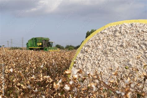 John Deere type cotton picker, 6 rows in a cotton field during picking ...