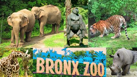 New York Bronx Zoo Wild Asia Monorail Ride - YouTube