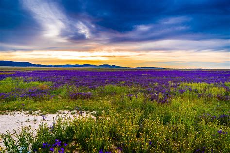 Carrizo Wildflowers - The Carrizo Plain National Monument is blanketed with a variety of ...