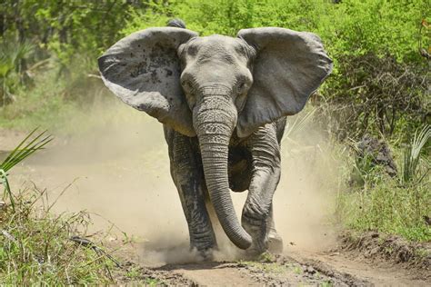 12 Incredible Animals You’ll See in Mozambique | Elephant, Mozambique ...