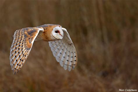 Barn owl flying by Marc Costermans / 500px