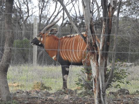 Animals of Monarto Zoo - Trevor's Birding