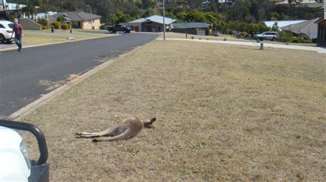 Kangaroo massacre: 19-year-old Australian man charged with killing 20 animals - CNN