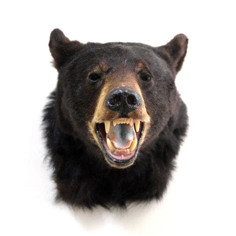 vintage taxidermy black bear head mount by lacklusterco on Etsy