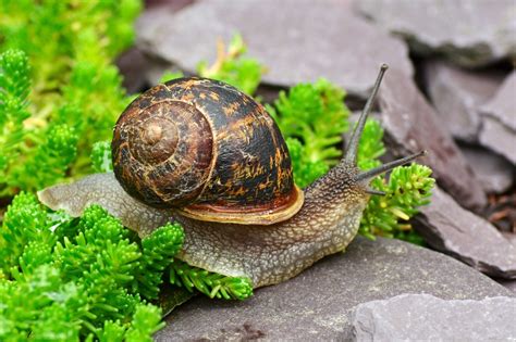 Garden Snails For Sale Uk : Large White Snail Garden Ornament Funny And ...