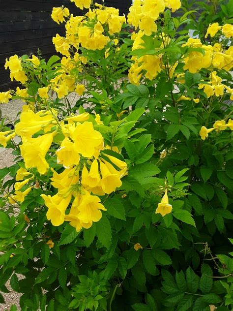 TECOMA STANS 50 Seeds Yellow Bells Trumpet Bush Tree Esperanza | Etsy