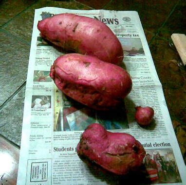 Ornamental Sweet Potato – Edible or Not | Walter Reeves: The Georgia Gardener