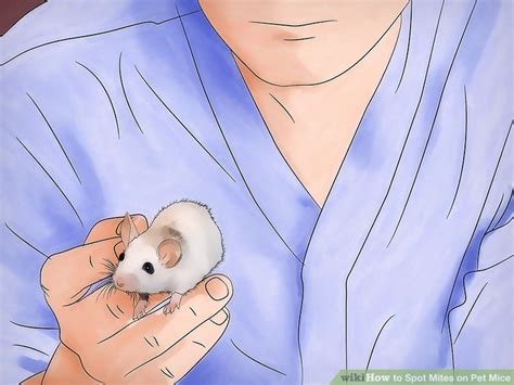 How to Spot Mites on Pet Mice: 8 Steps (with Pictures) - wikiHow