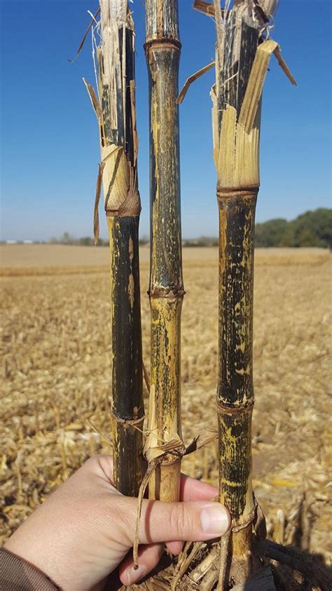 Stalk rot symptoms can be misleading in corn fields | Crop | agupdate.com