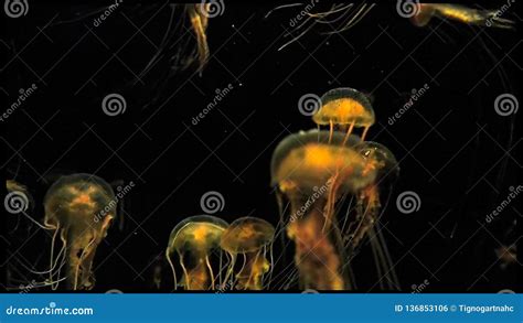 Larva Jellyfish in the Marine Stock Photo - Image of salps, concept ...