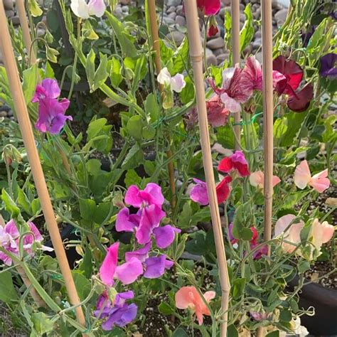 How to Grow AMAZING Sweet Peas in Containers