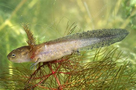 Spotted salamander larva - Stock Image - Z700/0696 - Science Photo Library