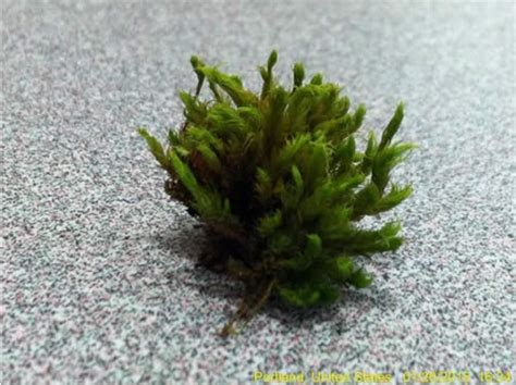 Moss identification study | Rock Creek Environmental Studies Center at PCC