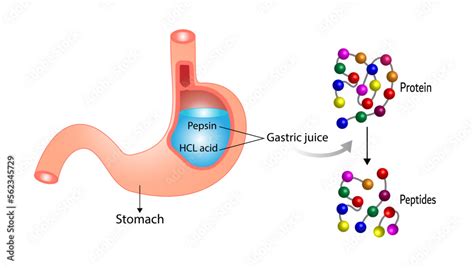 Protein Digestion in stomach. Gastric juice, pepsin and hydrochloric ...