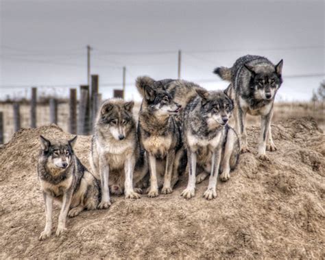 Wolf Pack | Wild Animal Sanctuary in Keenesburg, Colorado - … | Flickr