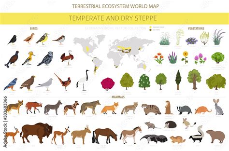 Temperate and dry steppe biome, natural region infographic. Prarie ...