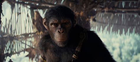 1920x1440 Resolution 2024 Kingdom of the Planet of the Apes Movie 1920x1440 Resolution Wallpaper ...