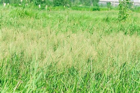 Photograph Of Reed Plants By The Lake Background, Scenery, Reed, Lake ...