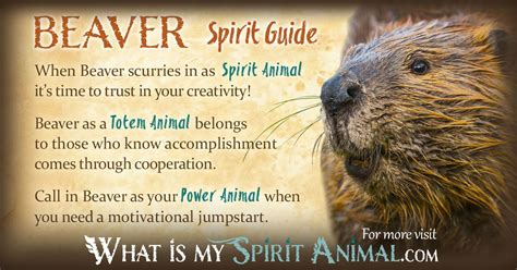 Beaver Symbolism & Meaning | Spirit, Totem & Power Animal | Animal totem spirit guides, Power ...