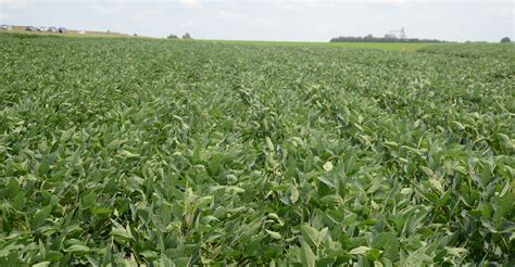 UNL updates soybean fertilizer recommendations