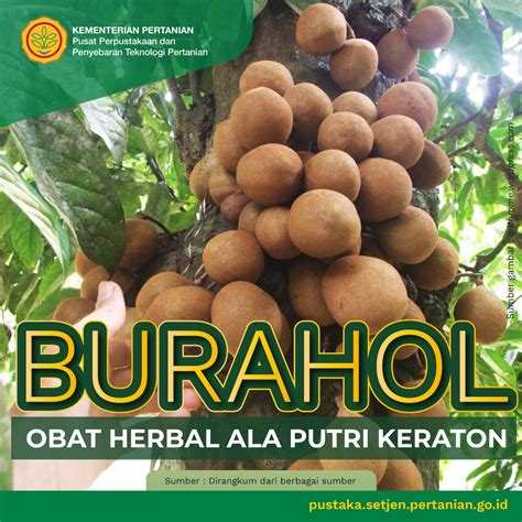 Buah Kepel (Stelechocarpus burahol) Kegemaran Putri Keraton