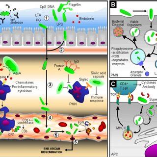 (PDF) Procession to Pediatric Bacteremia and Sepsis: Covert Operations and Failures in Diplomacy