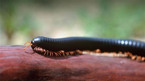 Giant African millipede walking along a wood branch | Millipede ...