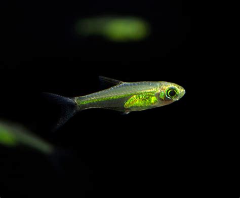 Kubotai Rasbora - Planted Aquaria - Bring Nature Home