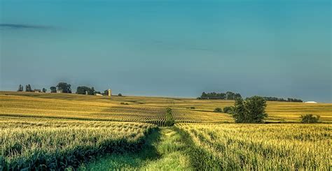 Cornfield 1080P, 2K, 4K, 5K HD wallpapers free download, sort by ...