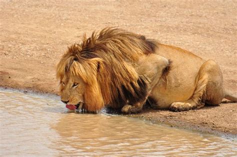 Male Lion Drinking Water - Feline Facts and Information