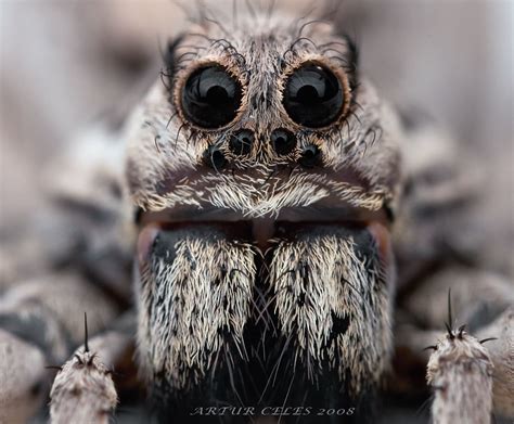 Tarantula Wallpapers | Fun Animals Wiki, Videos, Pictures, Stories | Tarantula, Spiders scary ...