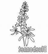 Bluebonnet Coloring Page At GetColoringscom  Free Printable Colorings sketch template