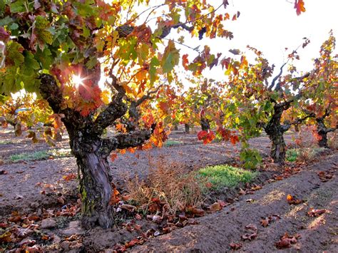 Lodi Wine Region Fights to Save Ancient Grape Vines - Dr. Liz Thach, MW