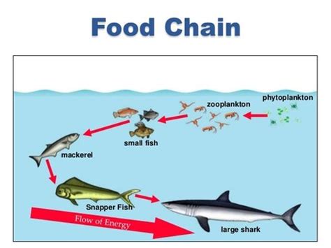 Food Chains - Belle Isle Aquarium