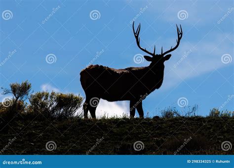 Silhouette of a bull elk stock image. Image of landscape - 298334325