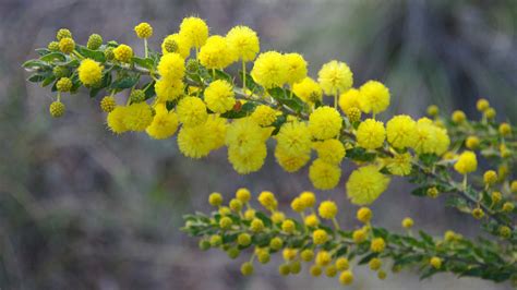 Wattle Australia S National Flower | Best Flower Site