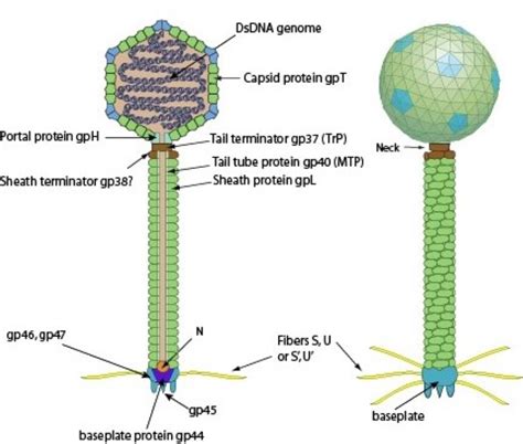 11 Bacteriophage Examples – StudiousGuy