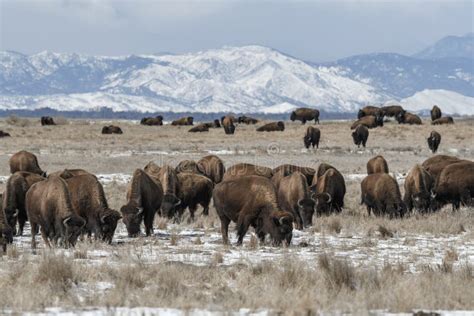 American Bison Grazing on the Prairie in Winter Stock Photo - Image of fauna, colorado: 133324742