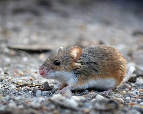 African Pygmy Mouse - Facts, Diet, Habitat & Pictures on Animalia.bio