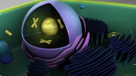 Scientific model of a Plant Cell 3D model animated | CGTrader