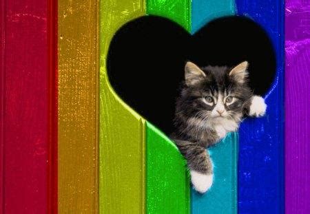 Rainbow Kitten Wallpapers - Wallpaper Cave