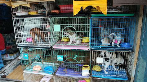 Pets shouldn't die inside shops in COVID-19 lockdown: Animal welfare ...